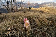 66 Ellebori colorati di rosa